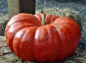 cinderella-pumpkin