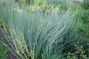 littlebluestem