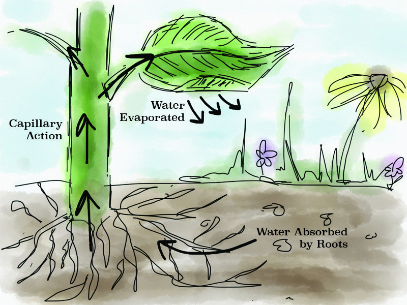 capillary action in plants diagram