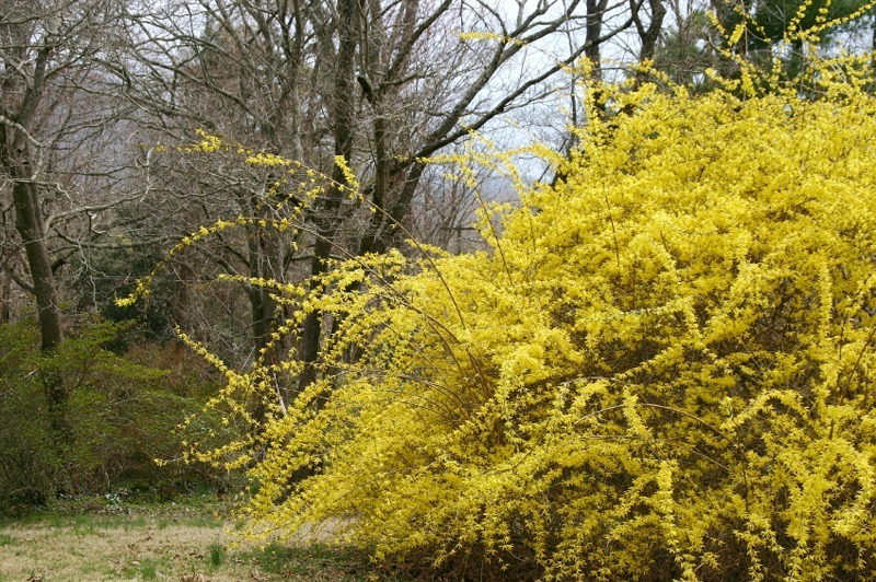 Forsythia