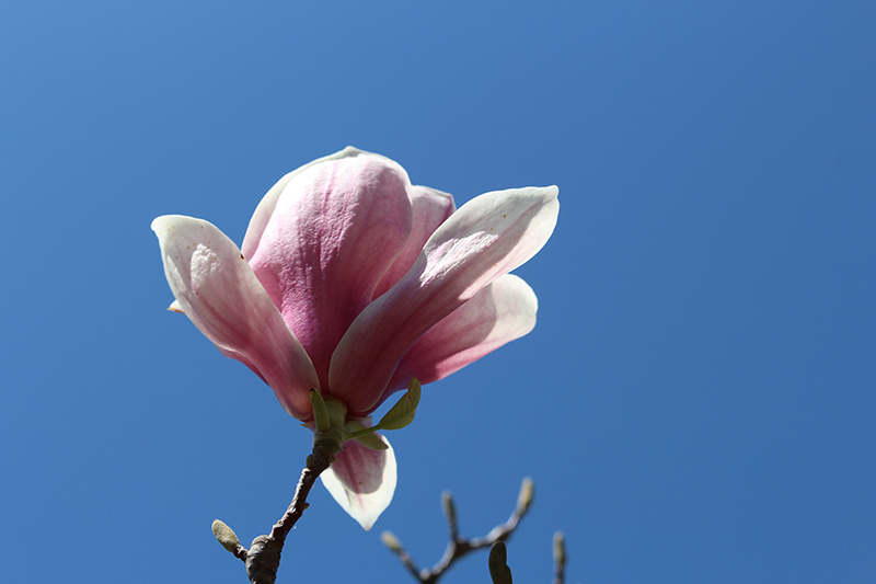 Magnolia × soulangeana // Saucer Magnolia 