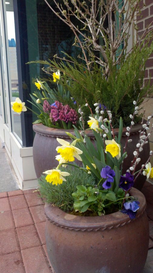 bulbs, daffodils, container