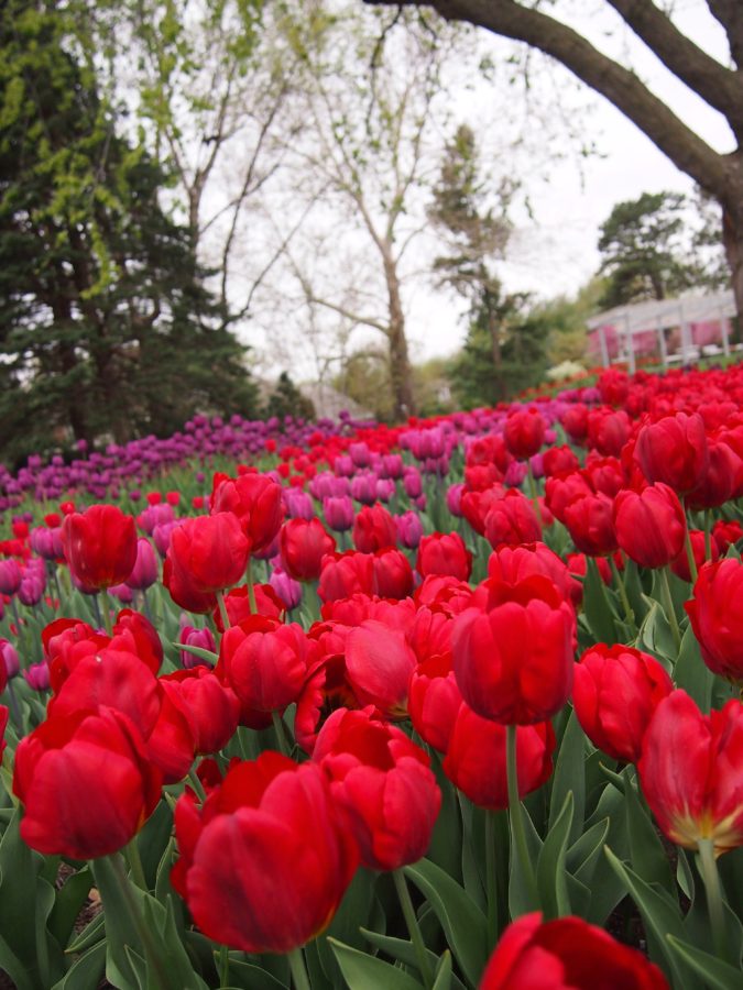Tulips, purple, red