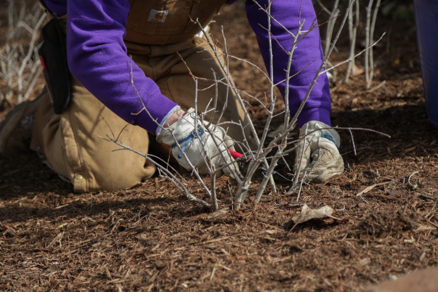 pruning