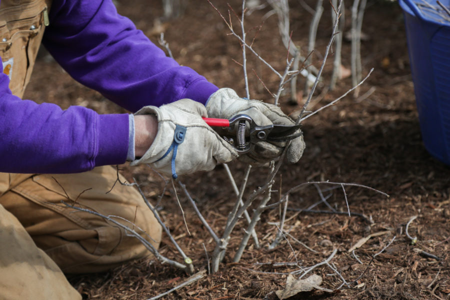 pruning