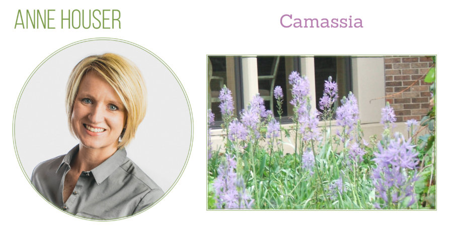 Camassia