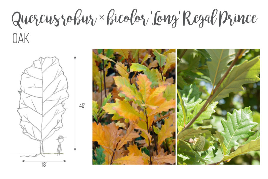 Quercus robur x bicolor 'Long' Regal Prince Oak