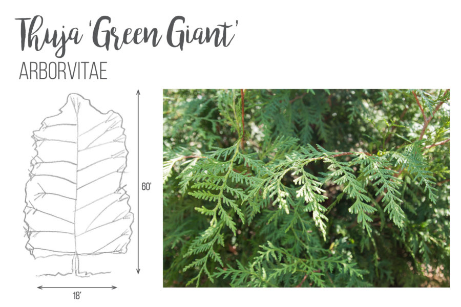 Thuja 'Green Giant'