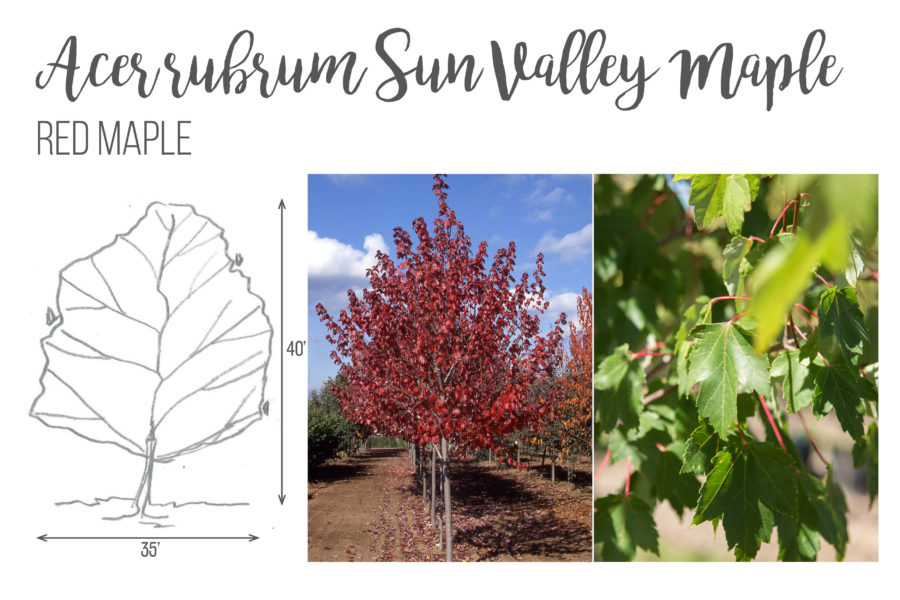 Acer rubrum Sun Valley Maple Red Maple