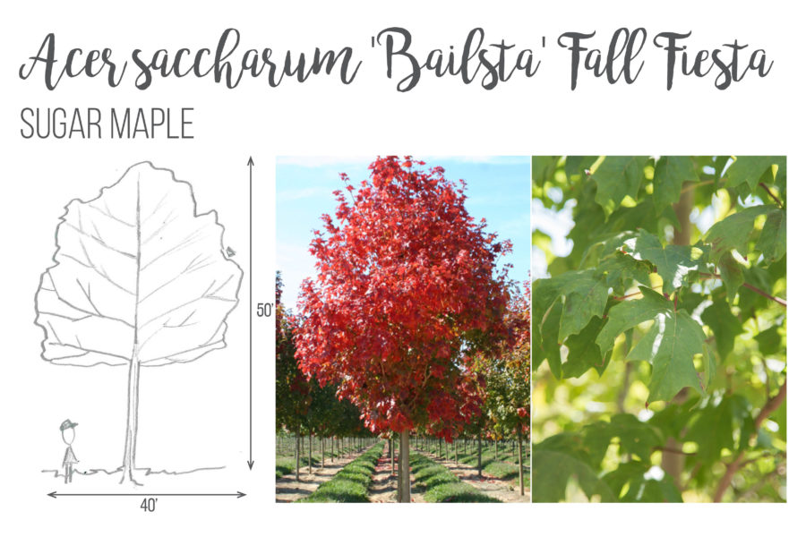 Acer saccharum 'Bailsta' Fall Fiesta Sugar Maple