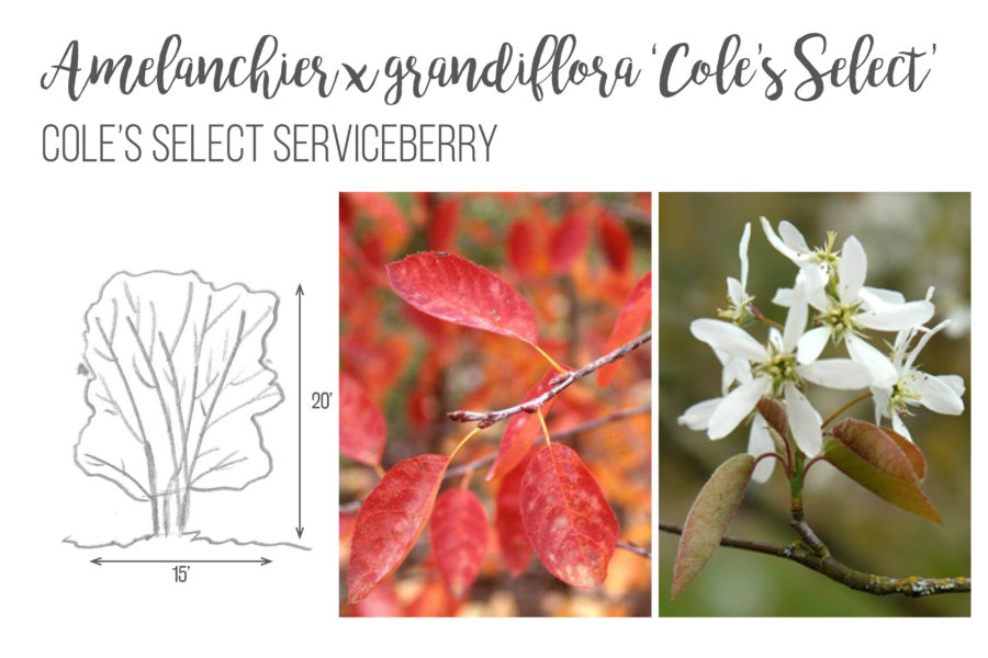 Amelanchier x grandiflora 'Cole's Select' Serviceberry