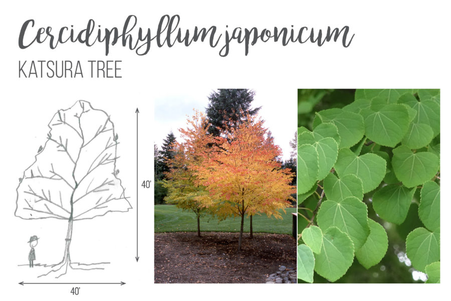 Cercidiphyllum japonicum Katsura Tree