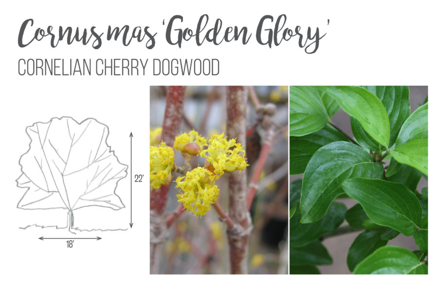 Cornus Mas 'Golden Glory' Cornelian Cherry Dogwood 