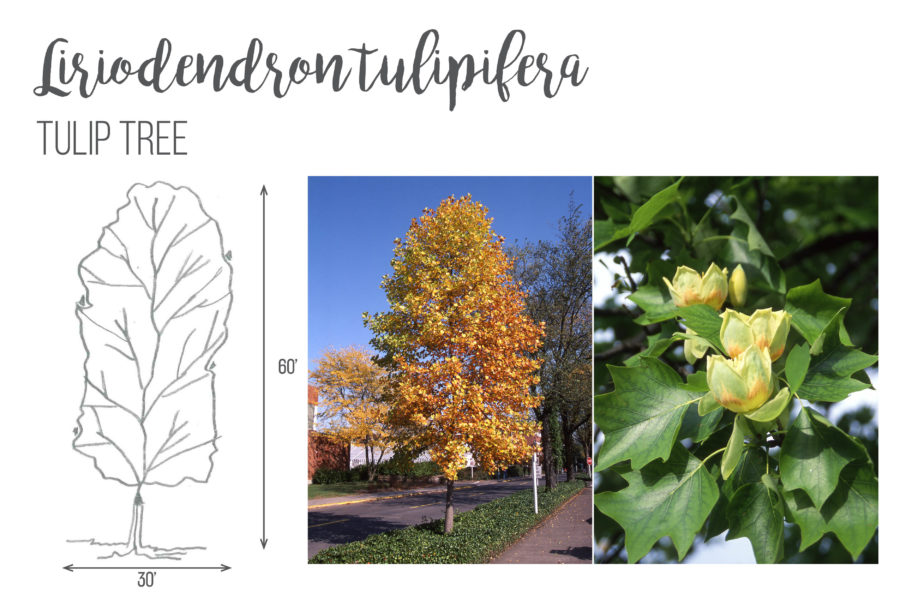 Liriodendron tulipifera Tulip Tree