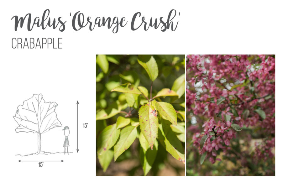 Malus 'Orange Crush' Crabapple