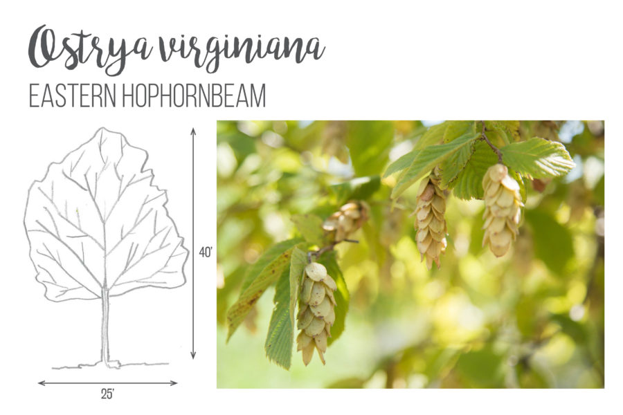 Ostrya virginiana Eastern Hophornbeam