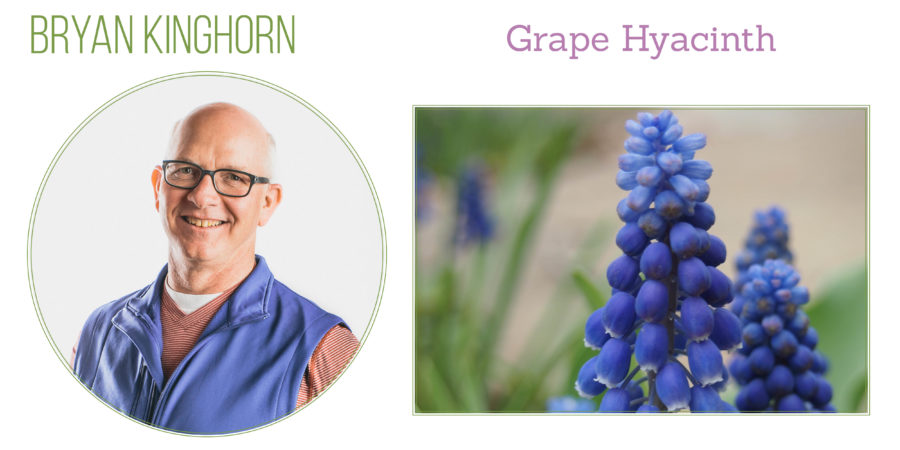 Grape Hyacinth