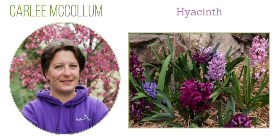 Hyacinth