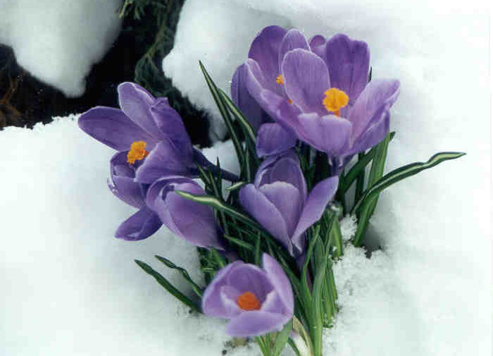 Crocus in snow