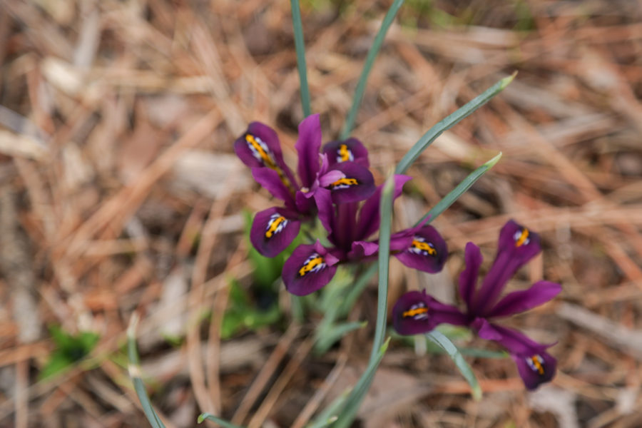 Early Iris / Iris reticulata