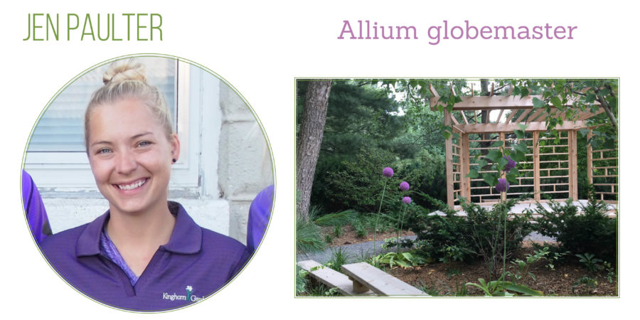 Allium globemaster