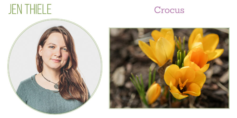 Crocus