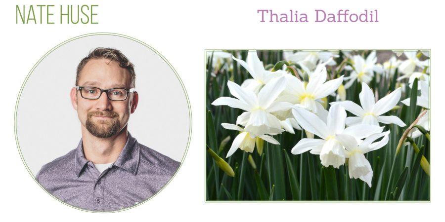 Thalia daffodil