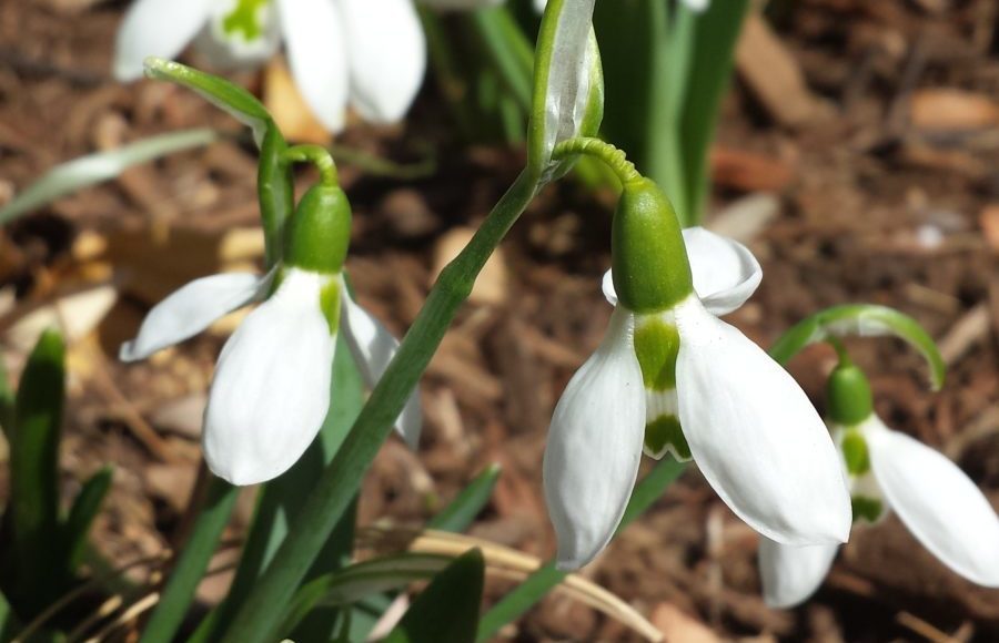 Snowdrops