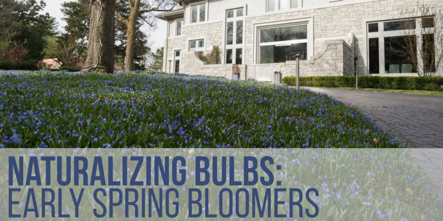 Naturalizing Bulbs