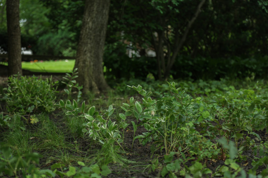 Solomon's Seal