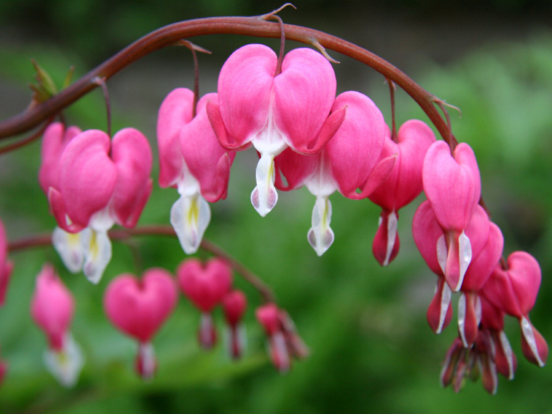 Romantic, Bleeding Botanicals | Kinghorn Gardens