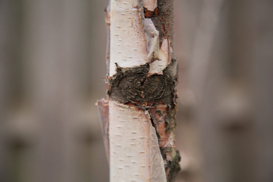 White Birch