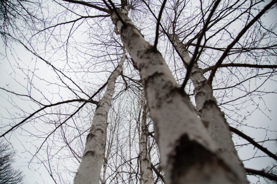 White Birch