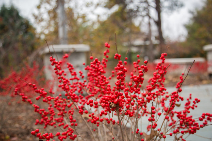 Winterberry