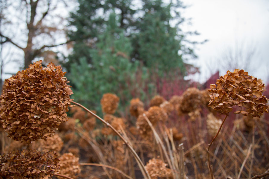 Hydrangeas