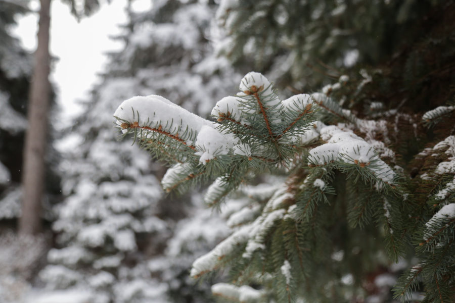 Evergreen, Snow