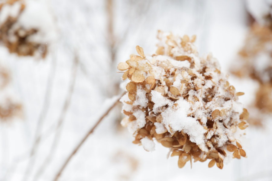 Hydrangea and snow