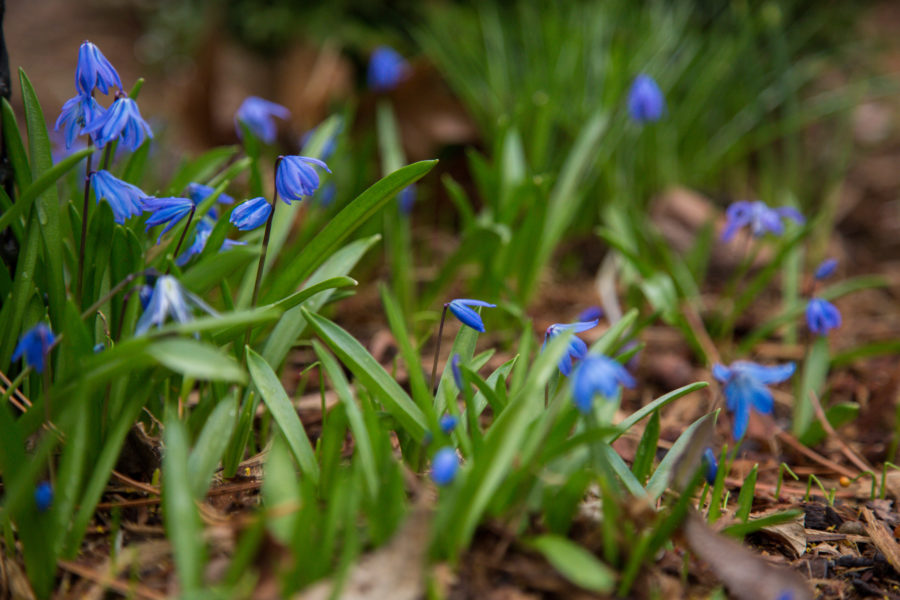 Naturalizing Bulbs: Early Spring Bloomers | Kinghorn Gardens